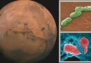 Researchers Identify Two Bacteria Capable of Thriving in Martian Soil