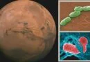 Researchers Identify Two Bacteria Capable of Thriving in Martian Soil